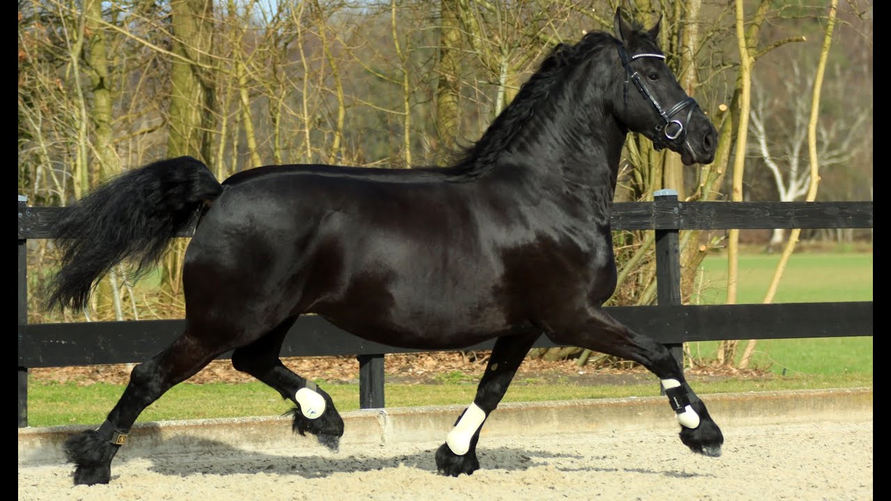 Will Rogers and His Stunning 4 Year Old Friesian Mare Beauty